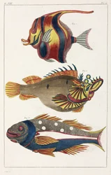 Poissons exotiques des Moluques