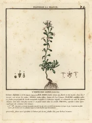 Erin des Alpes, Erinus alpinus