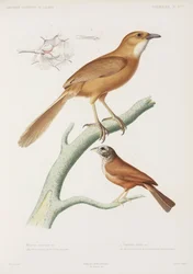 Fairywren et bruant des maisons, Algérie
