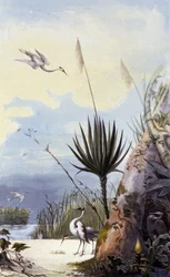 Roseau éventail