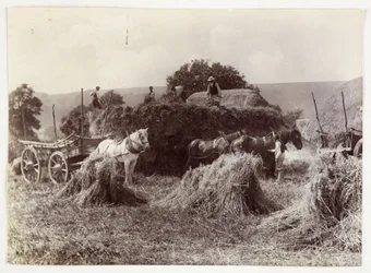 Scènes agricoles, récolte et stockage, avant 1900 Récolte, vers 1890