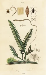 Fougère, coléoptère et nématodes