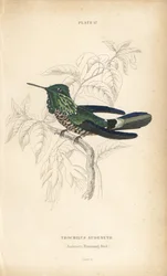Coquette festive, Lophornis chalybeus (colibri d