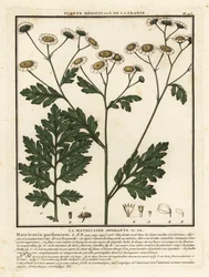 Partenelle, Tanacetum parthenium