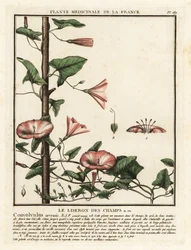Liseron des champs, Convolvulus arvensis