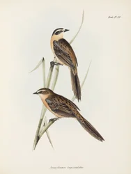 Pinsons, vers 1832-1836