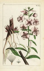 Épilobe à feuilles étroites, Epilobium angustifolium