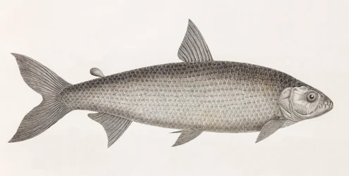 Poissons : le Characin