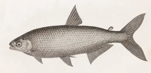 Poissons : le Characin