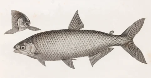 Poissons : Le Characin