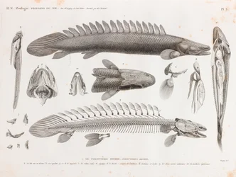 Poisson : Le Polypterus bichir, anatomie
