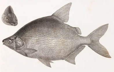 Poissons : Le Serrasalme Citharine