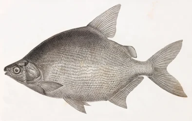Poissons : Le Serrasalme Citharine