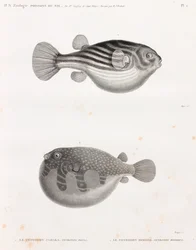 Poisson : Tétrodon