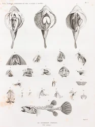 Poissons : Tétrodon, anatomie