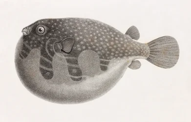 Poisson : Tétrodon (gros plan)