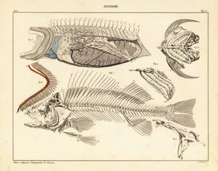 Anatomie du poisson montrant le squelette, les branchies, etc., 1841