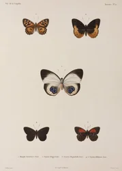 Cinq papillons, Nouvelle-Guinée