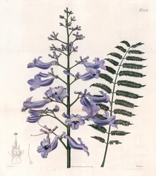 Flamboyant bleu ou arbre à huîtres - Arbre fougère de Trinidad, Jacaranda mimosifolia (Jacaranda à feuilles ovales, Jacaranda ovalifolia)