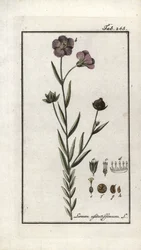 Graine de lin (Linum usitatissimum). Lithographie de « Afbeelding der Artseny-Gewassen » par Johannes Zorn (1739-1799), Pays-Bas