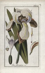 Iris florentin (Iris florentina). Lithographie de « Afbeelding der Artseny-Gewassen » par Johannes Zorn (1739-1799), Pays-Bas