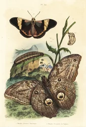 Papillon hibou géant de la forêt, Caligo eurilochus 1 et papillon Brassolis sophorae, nymphe et chenille 2