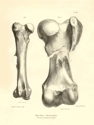 Os fossiles (fémur) de l