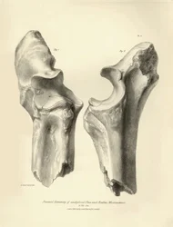 Os fossiles (cubitus et radius) de l