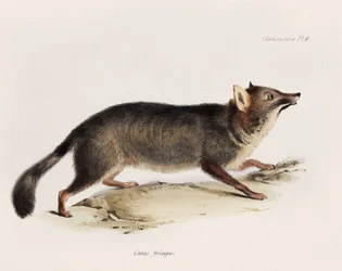 Renard, Chili, vers 1832-1836