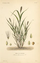 Moha de Hongrie