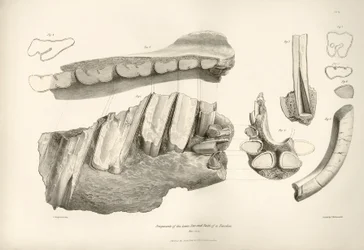 Fragment de mâchoire et dents de Toxodon, un animal préhistorique, trouvé par Charles Darwin près de Montevideo, Uruguay lors de son voyage d