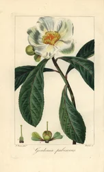 Arbre de Franklin, Franklinia alatamaha, originaire d