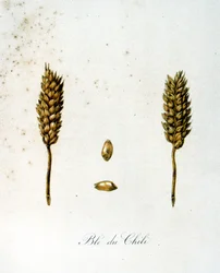 Illustration française du 19ème siècle d