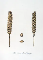 Illustration française du 19ème siècle d