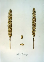Illustration française du 19ème siècle d