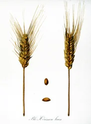 Illustration française du 19ème siècle d