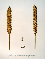 Illustration française du 19ème siècle d
