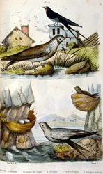 Illustration colorée française vers 1884 représentant des oiseaux de rivière et de côte