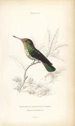 Coquette frangée, Lophornis magnificus, femelle (colibri magnifique, Trochilus magnificus). Gravure sur acier coloriée à la main par William Lizars de "Naturalist