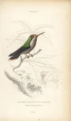 Coquette frisée, Lophornis magnificus, jeune mâle (Colibri magnifique, Trochilus magnificus). Gravure sur acier colorée par William Lizars de la Naturalist
