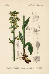 Orchis grenouille, Dactylorhiza viridis