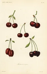 Fruits à noyau