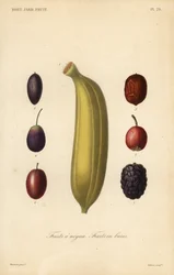 Fruits à noyau