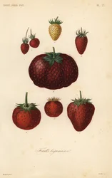 Fruits légumiers