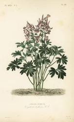 Corydale bulbeuse