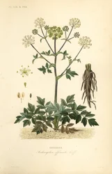 Angélique, Angelica archangelica