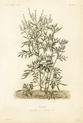 Cresson de jardin, cresson et cresson ou poivrier, Lepidium sativum, Nasitor