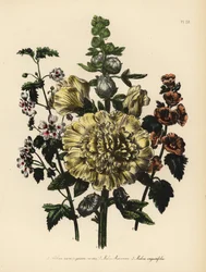 Mauve des jardins, Althaea rosea, mauve de M. Munro, Malva munroana, et mauve à feuilles étroites, Malva angustifolia. Chromolithographie finie à la main par Henry Noel Humphreys d