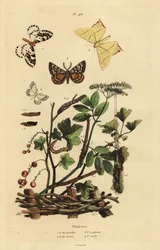 Phalènes géomètres