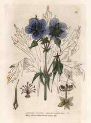 Géranium du Président. Gravure en cuivre colorée d